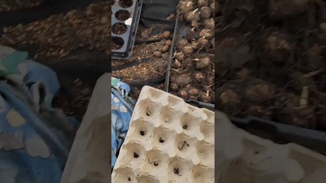 Каллы садовые,обработка луковиц и посадка.
