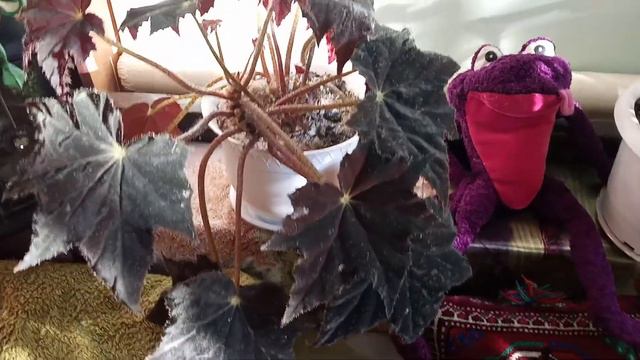 Комнатные цветы В солнечное ноябрьское утро смотреть онлайн