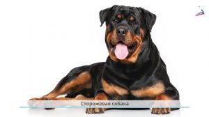 Урок 25  почему мы любим кошек и собак мои домашние питомцы