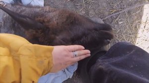 СТРИЖКА ОВЕЦ НОЖНИЦАМИ. КРАСИВЫЙ БАРАНЧИК ???
