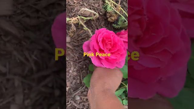 Pink peace First flush 2021 #rose #happiness