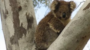 Koala - Phascolarctos cinereus