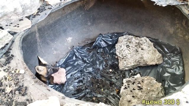 Крестовая лиса в западне на дне | Cross fox trapped at the bottom ??? смотреть онлайн