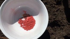Быстрый способ посадки моркови без прореживания.