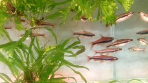 Наностомус бекфорд, Nannostomus beckfordi, Aquarium fish, Zierfische, pesci d'acquario, 觀賞魚