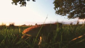 Волшебный Гриб ШАМПИНЬОН и его свойства | Факты