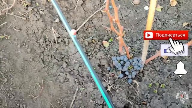 Секрет обрезки винограда. Как обрезать годичный куст