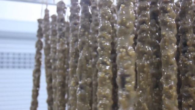 Производство турецких сладостей с фруктовой «кожей» и орехами смотреть онлайн