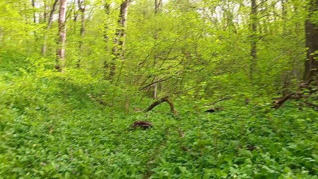 речка...лес...mp4
