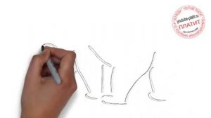 Как нарисовать поэтапно бурого медведя