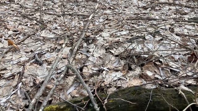 Сморчковая шапочка. 7. Потрясающий отчёт о сборе. смотреть онлайн