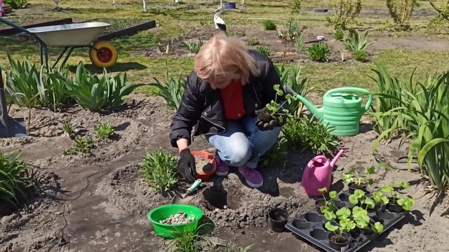 ПЕЛАРГОНИЯ. Как правильно высаживать пеларгонию (герань) в открытый грунт. ДАЧА