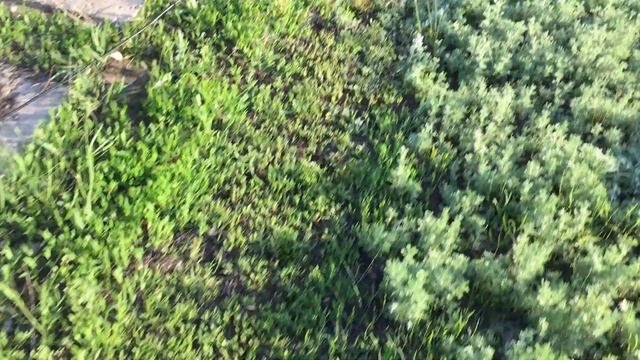 Газонокосилка электрическая HUTER ELM-1400 P. Первый запуск после покупки, первый прокос смотреть онлайн