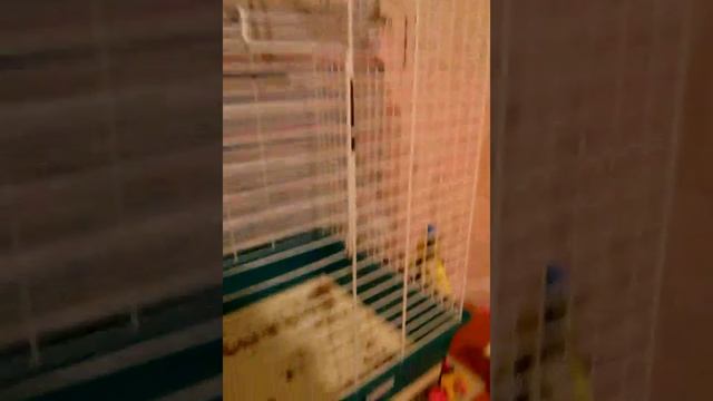 Определение пола и возраста волнистого попугайчика смотреть онлайн