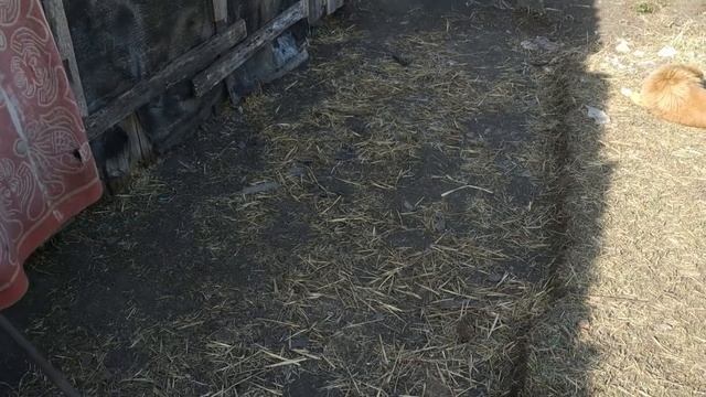 Первое покрытие свиней 6.5 месяцев/Случка свиней/Свиноматки- скоро опорос!!!