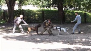 Внимание!Работают американский бульдог и кане корсо.