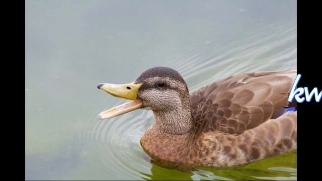 Смешные польские слова, которые могут ввести вас в заблуждение