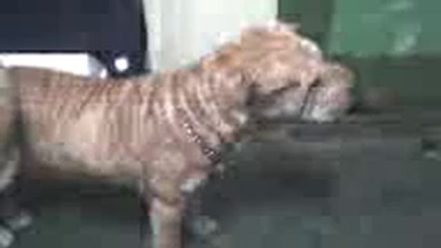 Moby The Sharpei Barking! смотреть онлайн
