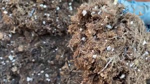 Сентябрь// ЧЕРЕНКИ гортензии // Пересадка. Как будут зимовать.