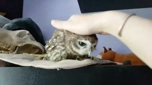 Не очень милый домовый сыч Гнусь