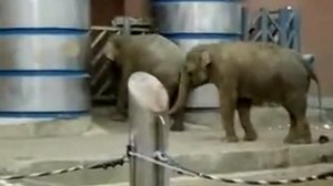 Слон какает в московском зоопарке