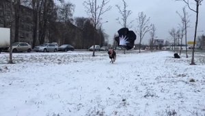 тренировка питбуля с парашютом