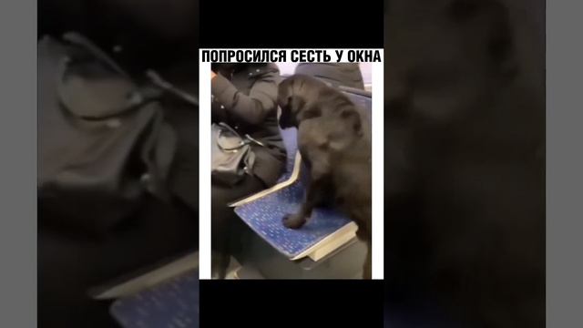 ПОПРОСИЛСЯ СЕСТЬ У ОКНА