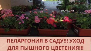 Пеларгония  в саду! Уход для пышного цветения .Полив.Удобрения,Обработка от вредителей! Обзор !