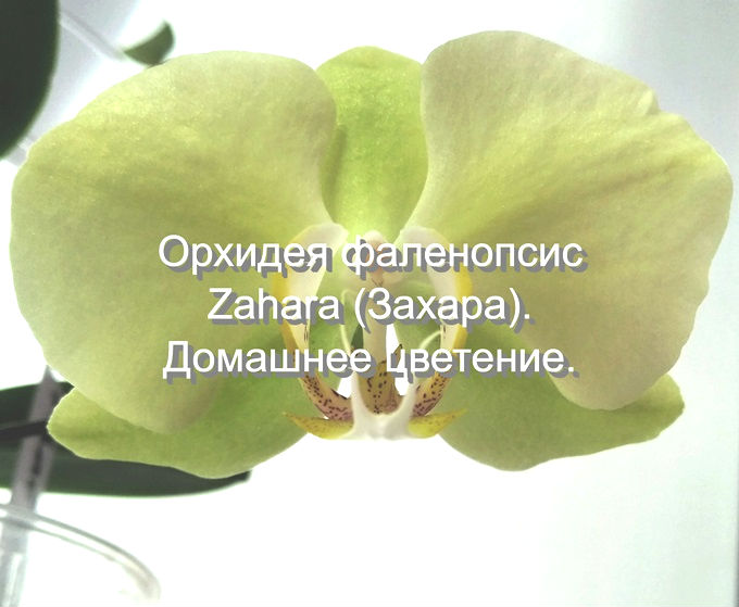 Орхидея фаленопсис Zahara (Захара). Домашнее цветение.