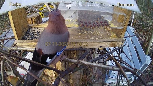 Кафе "Лесное" смотреть онлайн