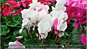 Домашние комнатные цветы цветущие круглый год
