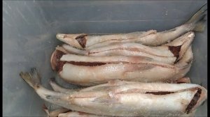 СИГ холодного копчения в электростатической коптильне уэк