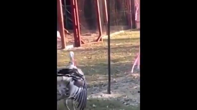 Индюшка вскружила голову. Как женщины кружат голову мужикам =)