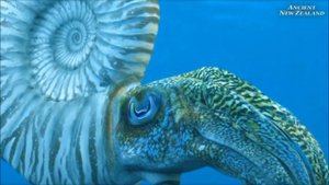 "Музейная азбука. Аммонит"