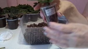 Фиалки, пересадка после обработки от клеща