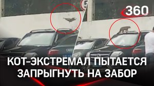 В Китае кот пытался запрыгнуть на забор, но у него все никак не получалось