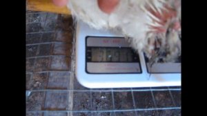 Самая тяжелая порода кур   промышленный Корниш 2 месяца  Понятно от кого унаследовал бройлер скорос