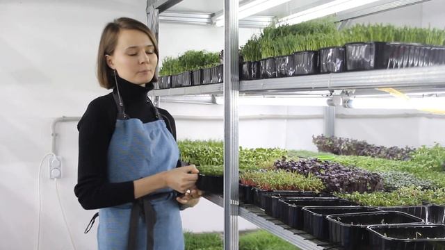 Микрозелень. Самая популярная на рынке микрозелень.