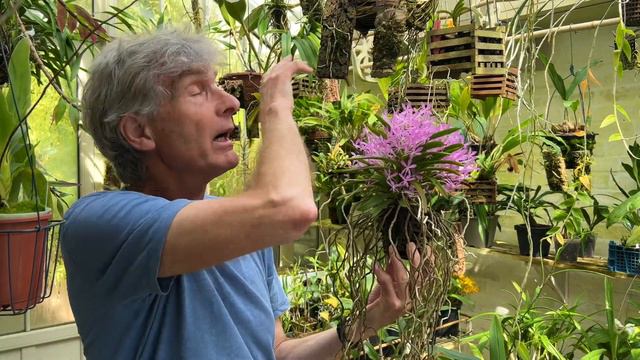 Episode 34 Cattleya canhamiana plus my 10 year hunt for a sweetly scented, long lasting miniature. смотреть онлайн