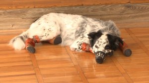 Ветеринары установили собаке протезы на все лапы