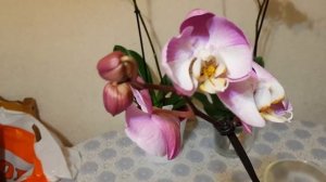 Новые орхидеи из ОБИ , осмокот, фундазол
