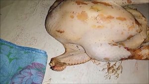 КУРИ РЕДБРО - ХАРАКТЕРИСТИКА ПРОДУКТИВНОСТІ . ВАГА ЯЄЦЬ .ОГЛЯД ТУШКИ РЕДБРО.