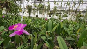 What 's blooming in Paradise Orchids. Nursery tour.