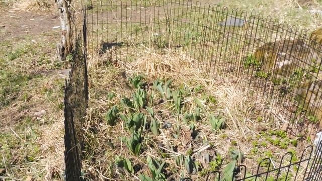 Щенки породы ЧИХУАХУА на ПРОГУЛКЕ с мамами, папами, бабушками, дедушками 20.04.23 #купитьчихуахуа