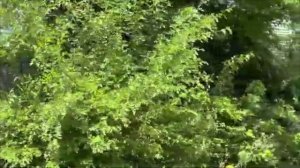 USA Кливленд Огайо. Часть 1 Люди здесь не живут.