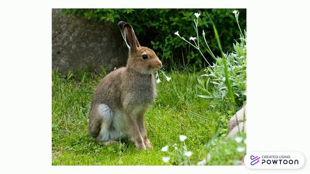 Животные леса.pptx смотреть онлайн