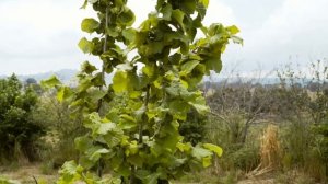 Американская ферма по выращиванию фундука Hazelnut Farm