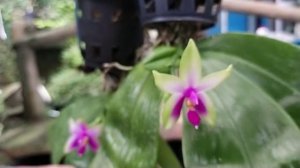 Phalaenopsis bellina vs Phalaenopsis violacea