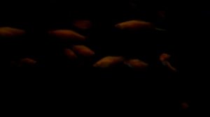 Footage of swimming fish on a black background Футаж плавающие рыбки