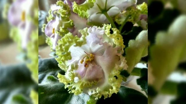 80 ФОТО ФИАЛОК С НАЗВАНИЯМИ СОРТОВ. смотреть онлайн